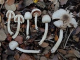 Agaricus leptocaulis image