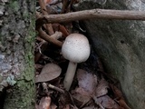 Agaricus leptocaulis image