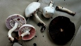 Agaricus silvicola image