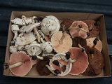 Agaricus silvicola image