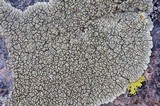 Lecanora garovaglii image