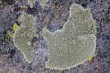 Lecanora garovaglii image