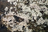 Ceratiomyxa fruticulosa var. fruticulosa image