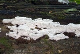 Ceratiomyxa fruticulosa var. fruticulosa image