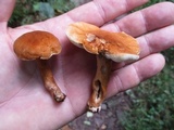 Gyroporus castaneus image