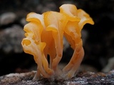 Dacryopinax spathularia image