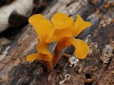 Dacryopinax spathularia image