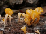 Dacryopinax spathularia image