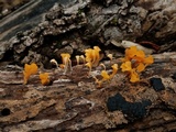 Dacryopinax spathularia image