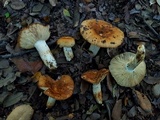 Russula foetentula image