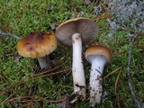 Cortinarius mucosus image