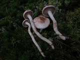 Hygrophorus erubescens image