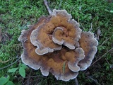 Hydnellum caeruleum image