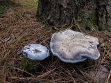 Hydnellum caeruleum image