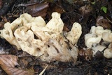 Sebacina sparassoidea image