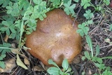 Suillus collinitus image