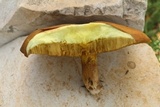 Suillus collinitus image