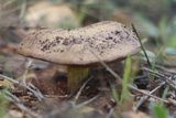 Suillus collinitus image