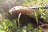 Suillus collinitus image