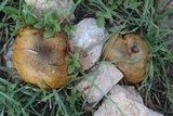 Suillus collinitus image
