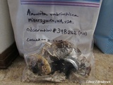 Amanita umbrinidisca image