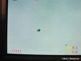 Amanita umbrinidisca image