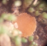 Octospora leucoloma image