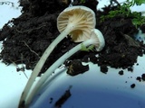 Entoloma cuboidoalbum image