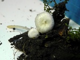 Entoloma cuboidoalbum image