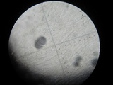 Entoloma cuboidoalbum image