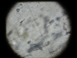 Entoloma cuboidoalbum image