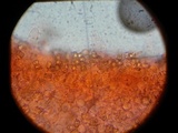 Entoloma cuboidoalbum image