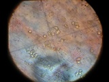 Entoloma cuboidoalbum image