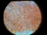 Entoloma cuboidoalbum image