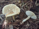 Amanita cruzii image