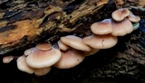 Lentinellus ursinus image