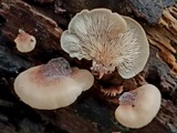 Lentinellus ursinus image