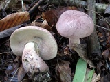 Tylopilus violatinctus image