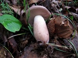 Tylopilus violatinctus image