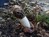 Phallus hadriani image