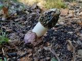 Phallus hadriani image