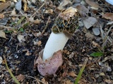 Phallus hadriani image