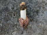 Phallus hadriani image