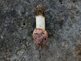 Phallus hadriani image