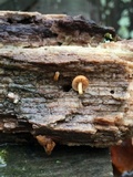 Flammulaster muricatus image