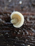 Simocybe haustellaris image