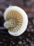 Simocybe haustellaris image