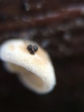 Simocybe haustellaris image