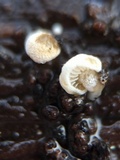 Simocybe haustellaris image