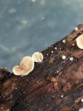 Simocybe haustellaris image